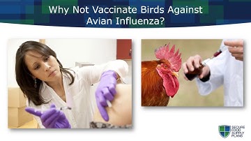 The Basics of Avian Influenza