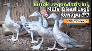 TERNAK ENTOK MODAL KECIL TAPI TETAP MENGUNTUNGKAN ! Entok Legendaris Ini Mulai Dicari Lagi, Kenapa?