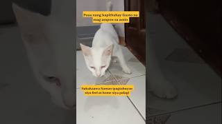 #cat #bekindtoanimals #catvideos #trending #viral #youtubeshorts #ytshorts #shortsfeed #short