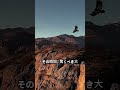救助されたコンドルの恩返し