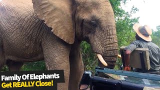 Extreme close encounter with a family of elephants.