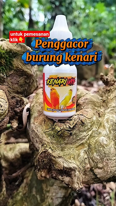 Canary bird chirping