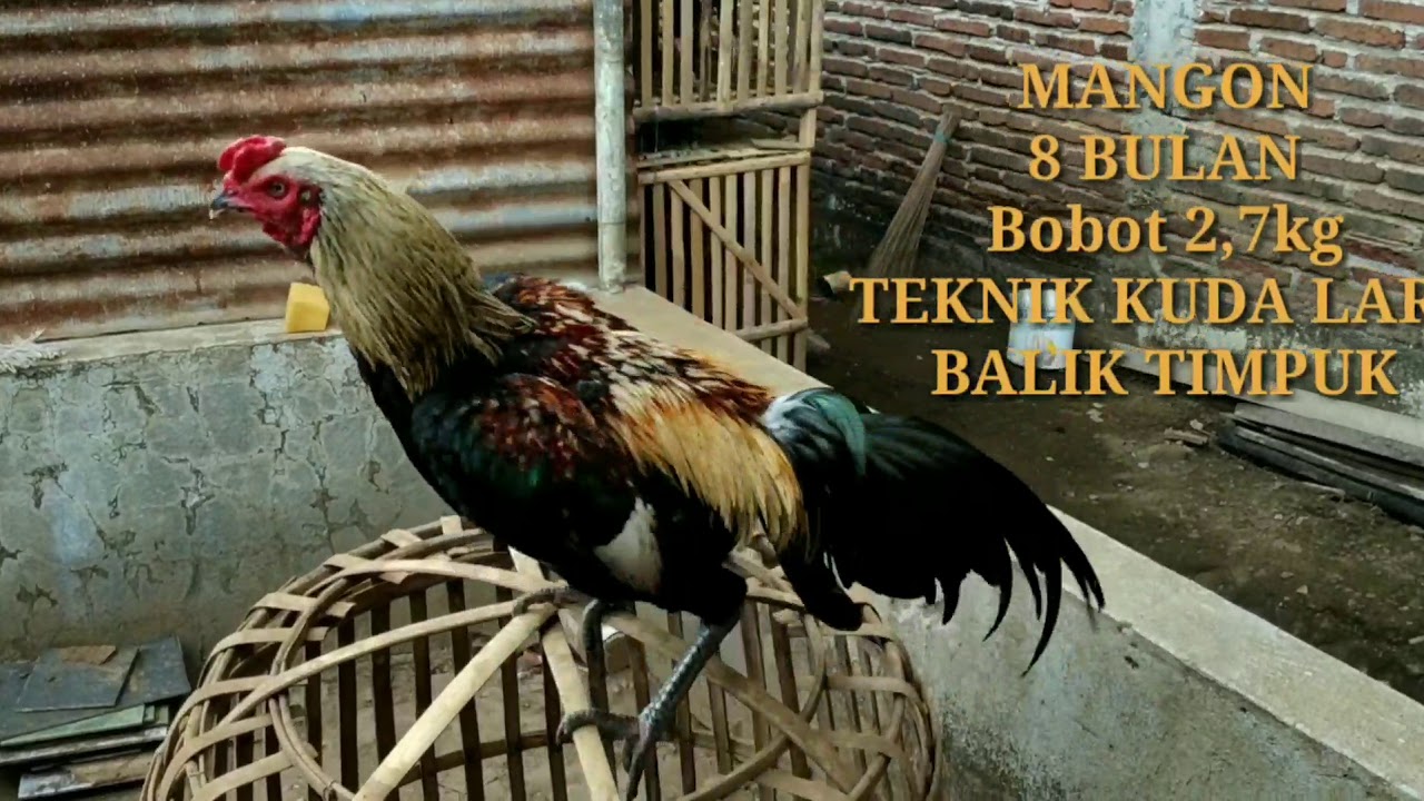 Prediksi Togel Hongkong Hari Ini A 25 April 2018 A Agen Togel Online Terpercaya Tri7bet Akan Membeberkan Prediksi Angka Kel Hongkong 4 Digit Prediksi Angka Togel Toto Malaysia 4d 5d 6d Hari Ini Singapore Hari Ini Togel Sgp Dan Data Hk