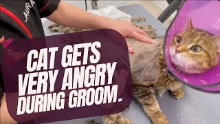 I HAD TO STOP GROOMING THIS CAT. 😿 by Pawz & All 774 views 3 months ago 7 minutes, 50 seconds