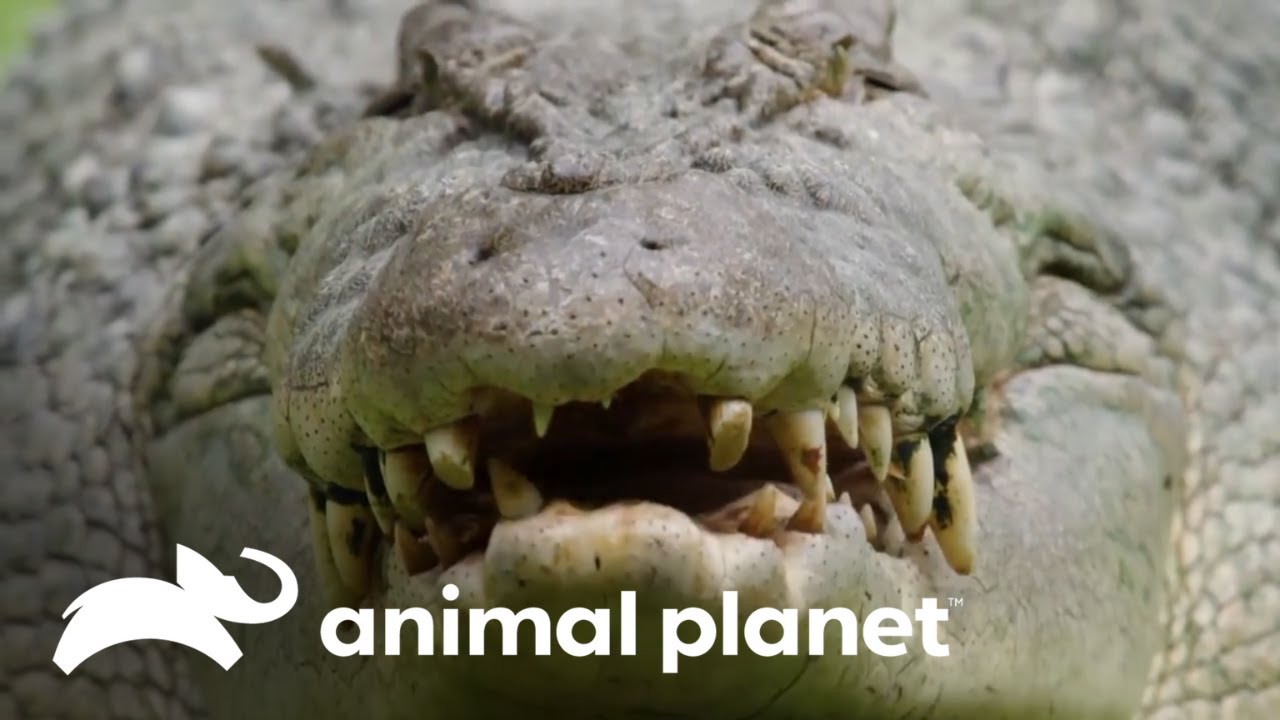 La difícil misión de mover a un enorme cocodrilo | Los Irwin | Animal Planet