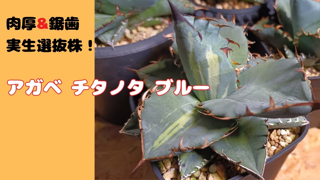 育成中の植物紹介します！【多肉植物・アガベ チタノタ編①】#015 
