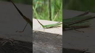 Long-headed grasshopper. Observation of nature