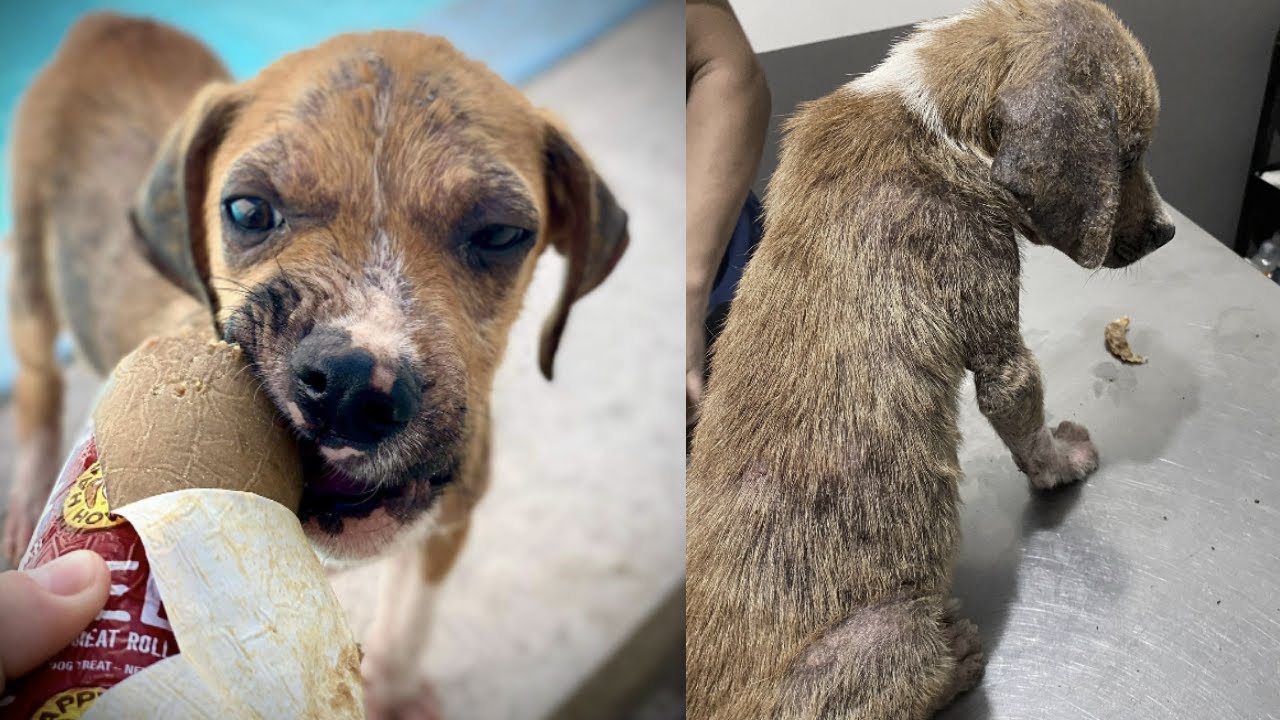 This poor dog was found on the street and has a lot of itching and