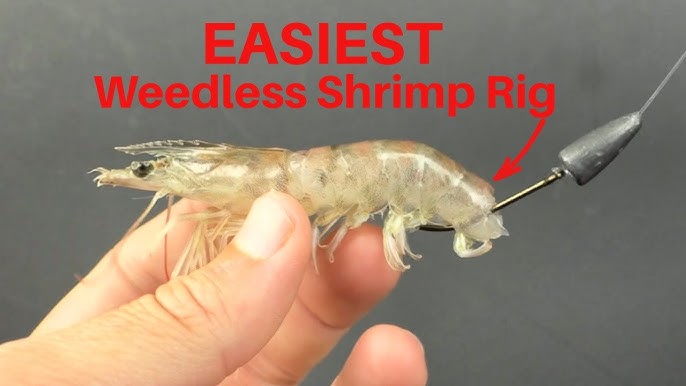 Shrimp Rigging: How To Rig Weedless Shrimp 