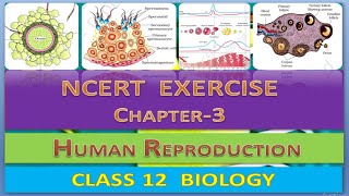 Ncert exercise solutions (1-10) | ch 3 ...