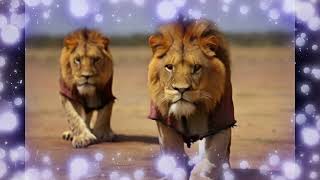 The strangest lions in the world by  (waleed) معلومات من كل قطر اغنية  30 views 2 months ago 36 seconds