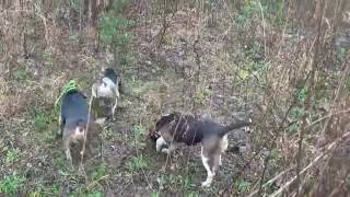 Caribbean Beagles Rabbit Hunting 02222016