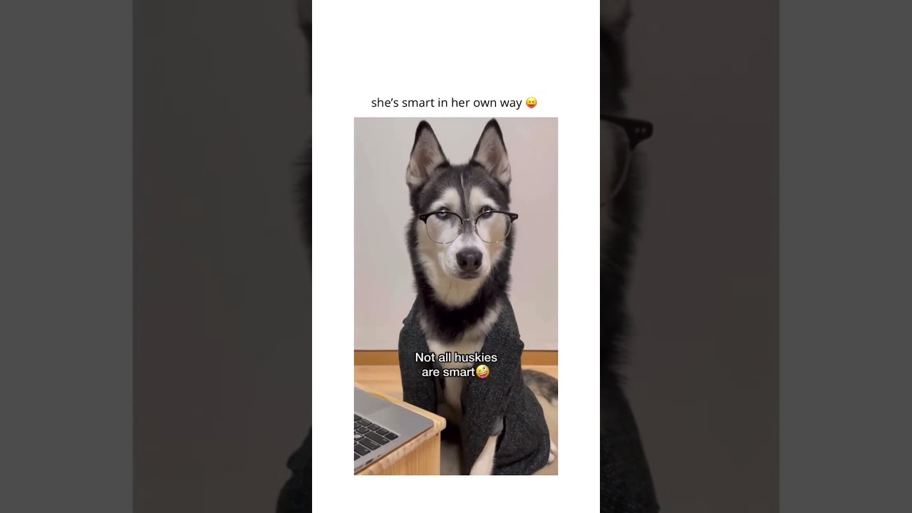 smart Huskies || she's smart in her own way || 
