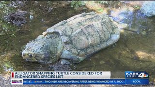 Alligator Snapping Turtle considered for endangered species