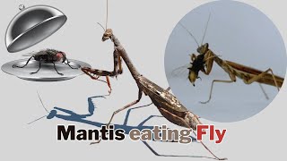 Mantis VS House Fly | Insect Eating Timelapse | Dual-Camera Footage