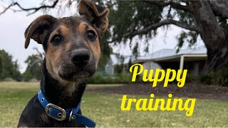 PUPPY TRAINING by South2North Hunting 344 views 2 months ago 5 minutes, 18 seconds
