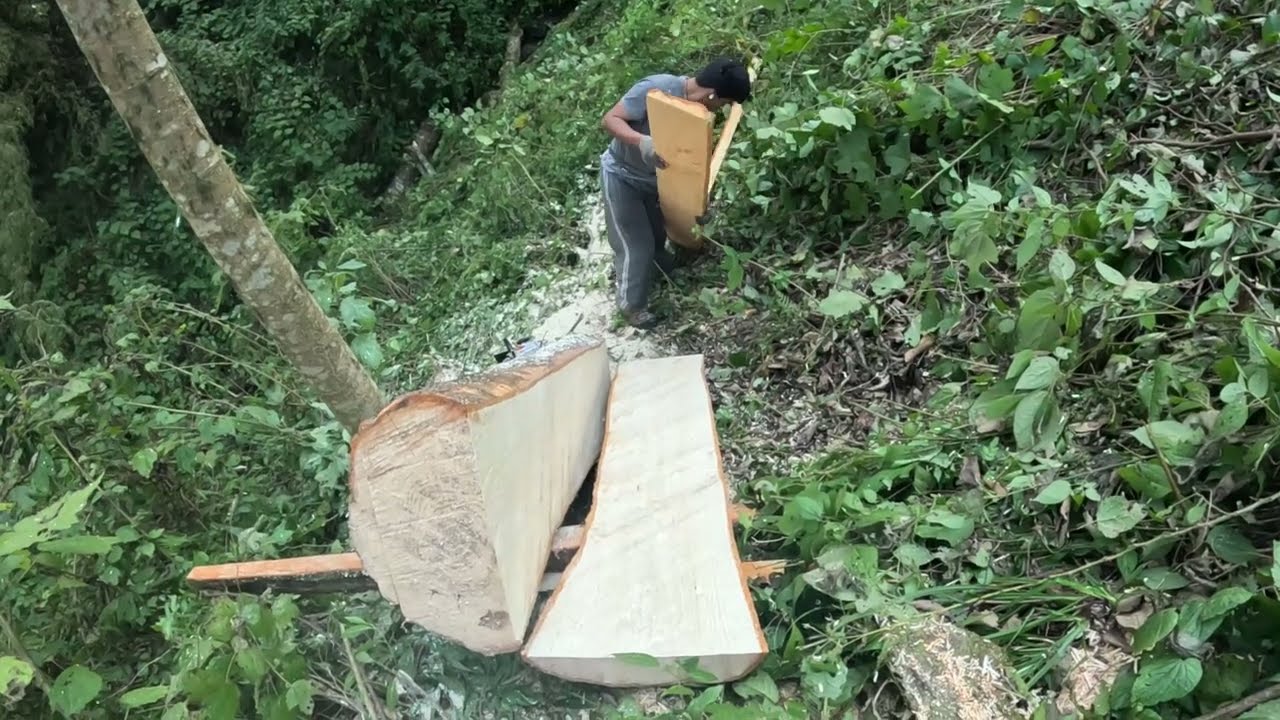 How We Cut a Big Tree on a Steep Slope | Chainsaw Work in Nepal