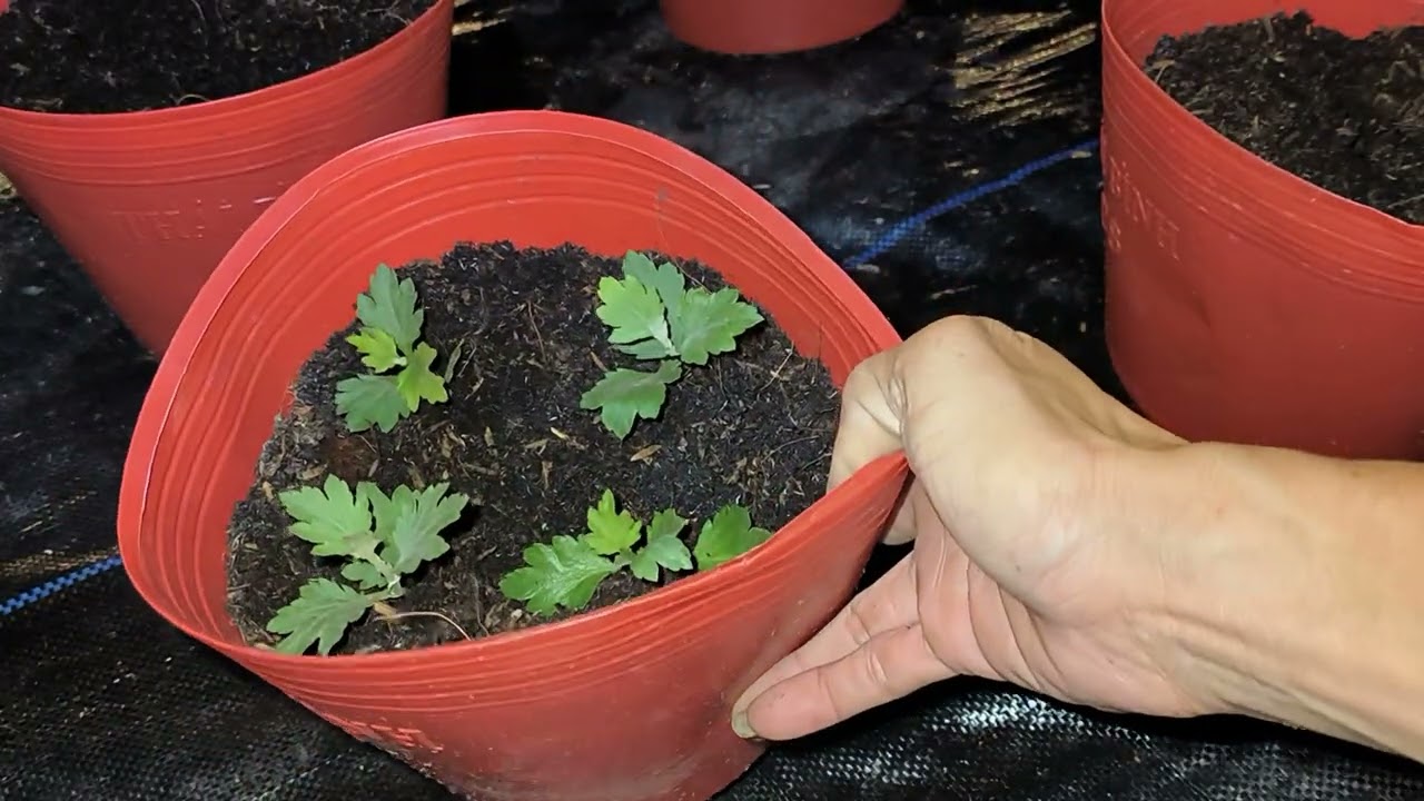 Cách trồng cúc pico Tết 2023 phần 1 - Ra chậu