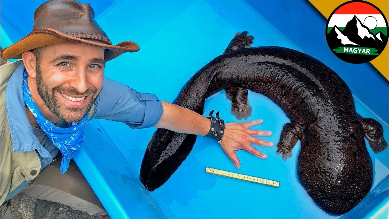 JAPÁN LEGNAGYOBB SZALAMANDRA | Brave Wilderness Magyar | Ismeretterjesztő videók a vadonról