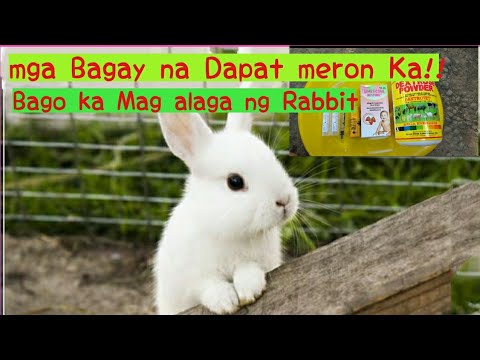 Video: Paano Pangalagaan Ang Mga Domestic Rabbits