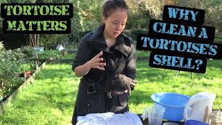 Why clean a tortoise? How to safely clean a tortoise and remove unwanted oil with Eleanor from TM.
