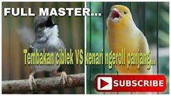 Ciblek ngebren vs kenari ngerol panjang  - Durasi: 40:00. 