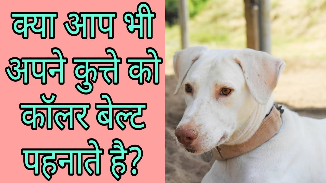 Kya dogs ke liye collar belt use karna safe hai? Which belt is good for