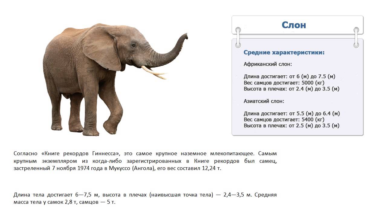 Слон сколько кг. Сколько весит слон. Слон рост и вес. Вес африканского слона. Слоны Размеры.