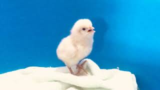 BABY CHICK CHIRPING!! (BEST CLEAR SOUND!!)