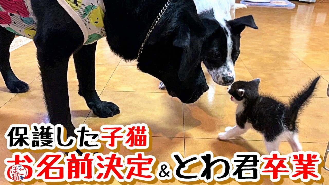 Hやんやんさん犬と猫(ニックネーム変更) 様専用ウェルチ68本☆定価