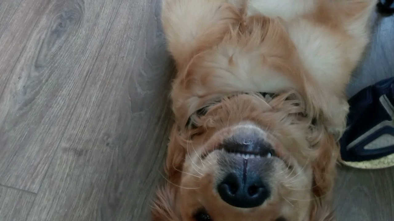 Warren Zevon - Excitable Boy (cover)