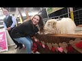Cow kissing is added this year to goat cuddling at the 2025 PA Farm show