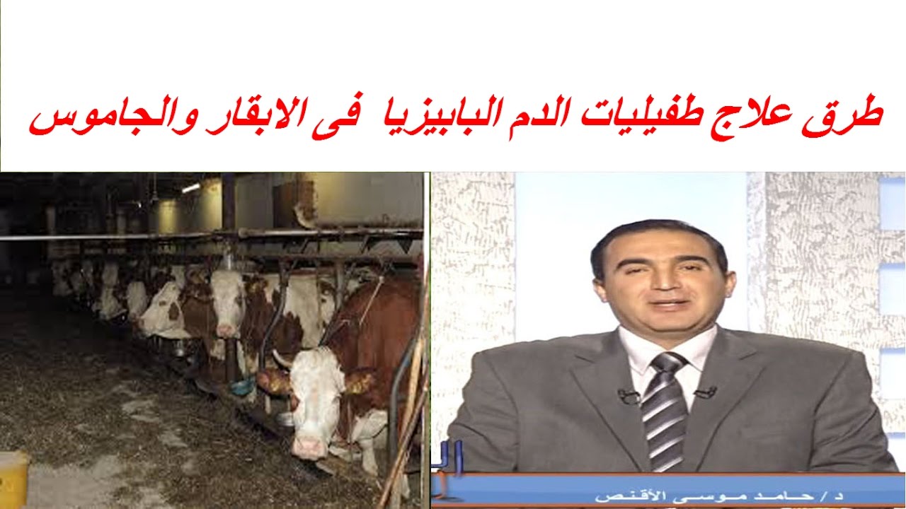 طرق علاج طفيليات الدم البابيزيا  فى الابقار والجاموس