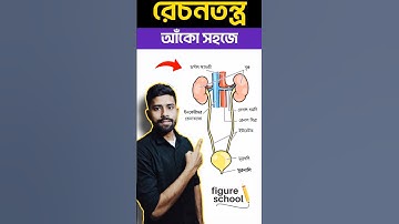 রেচনতন্ত্র আঁকার সহজ নিয়ম #renalsystem #biologydiagrams #easybiology #art #viral
