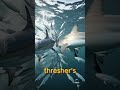 👻 Ghost vs Blade ⚔️#Swordfish #SeaPredators #OceanBattle
