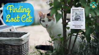 How to Find a Lost Cat? How to Find a Lost Cat Outside? How to Find a Missing Cat? screenshot 2