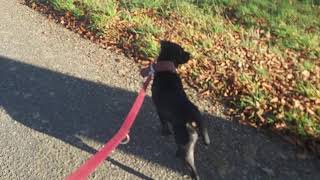 Modern Working Bull Terriers - Lyndon Ingles, Florant Vannelle, Gull Terr, Bullrussells Ebt Estacado