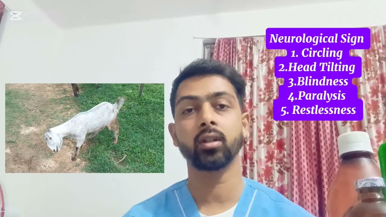 GID (फनफने रोग) in Goat | Coenurus cerebralis | Vet-Sewa