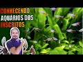 🔴O AQUÁRIO DO INSCRITO LUIS FELIPE ( CONHECENDO OS AQUÁRIOS DOS INSCRITOS ) |Mr. Betta|