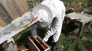 Заселение пакета пчел в колоду