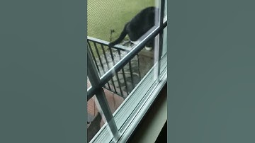 Walking on the ledge, Sylvester the tuxedo cat