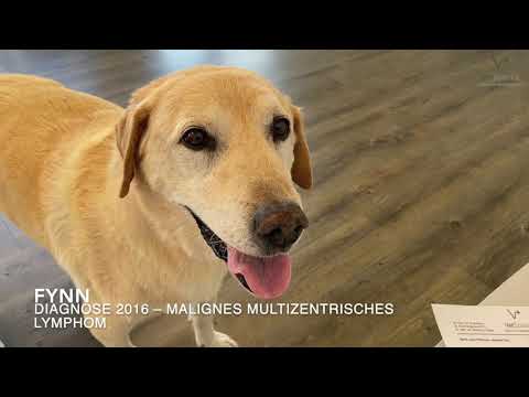 Video: 5 Tipps Zur Behandlung Und Bekämpfung Von Hunde-Lymphom