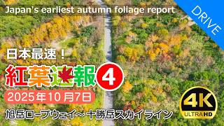 秋の散歩道 Autumn Foliage Update #4】Japan's Earliest Autumn Foliage Spot