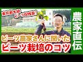 東京最大級ビーツ収穫量の農家さんにビーツ栽培のコツを聞いてみた！家庭菜園や農園で作れるビーツの育て方を解説【農家直伝】