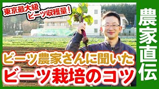 東京最大級ビーツ収穫量の農家さんにビーツ栽培のコツを聞いてみた！家庭菜園や農園で作れるビーツの育て方を解説【農家直伝】