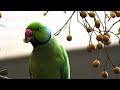 Simply speaking — Parakeets of Israel