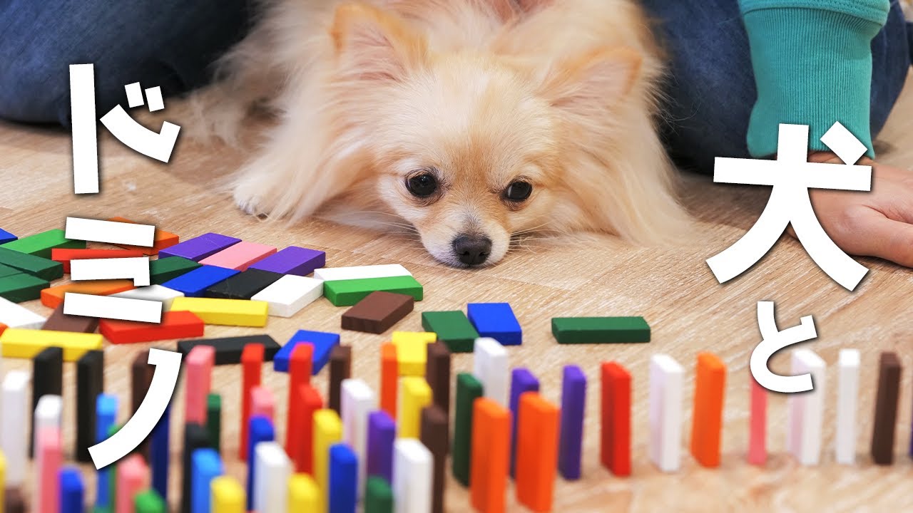 ドミノ240個を並べる主人と犬の闘い【ポメラニアン×チワワ】