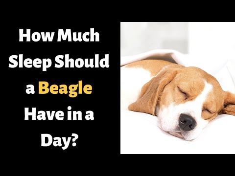 فيديو: هل تنام البيجل كثيرا؟