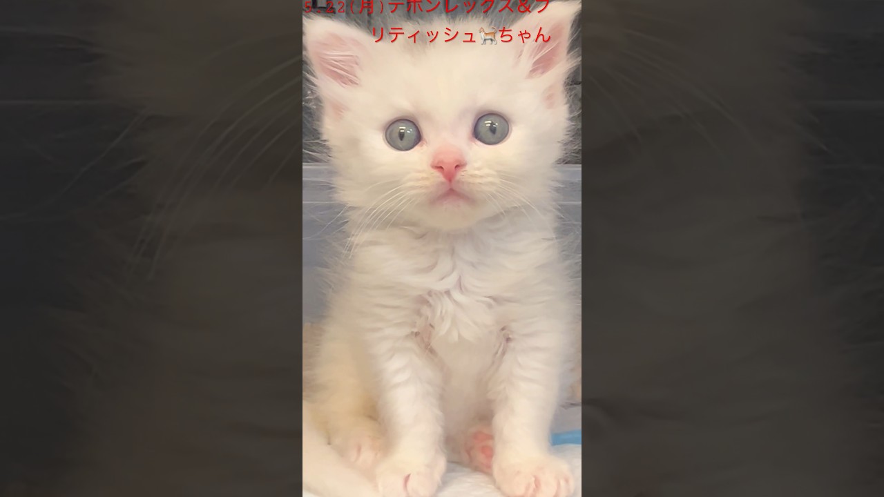 レノックス　猫　白猫　A Prrrfect Family レノックス 猫 白猫 A Prrrfect Family レノックス 猫 白猫 A Prrrfect