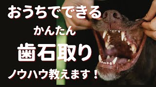 おうちでできるペットの歯石とりのノウハウ教えます！この方法でお金がかからない＆ペットの体への負担を避けられる！とってもお得な情報です！